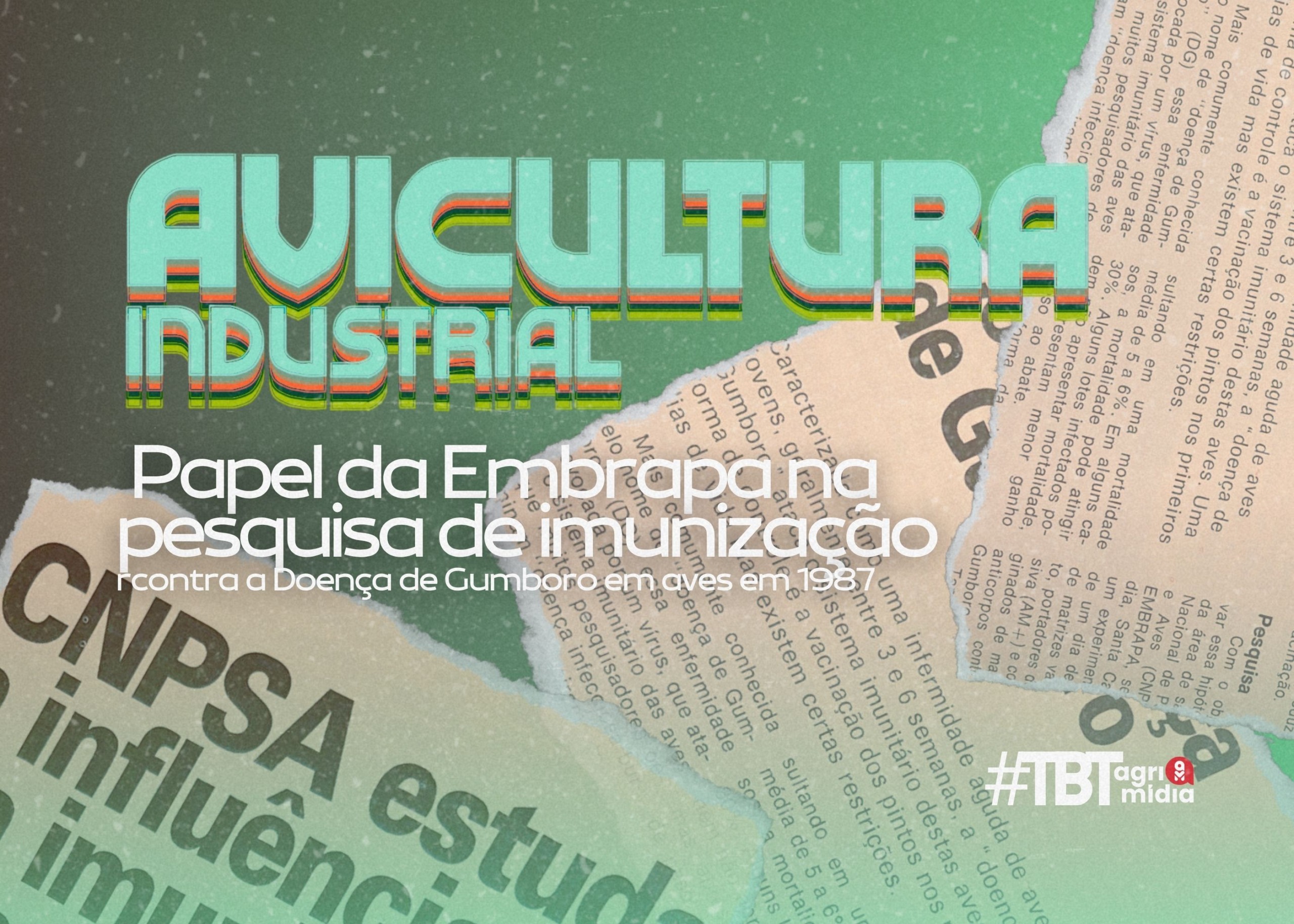 #TBT Agrimidia: papel da Embrapa na pesquisa de imunização contra a Doença de Gumboro em aves