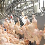Carne de frango mantém trajetória de alta impulsionada por demanda interna e exportações