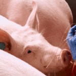 FAO forma "Campeões de Biossegurança" nas Filipinas para combater Peste Suína Africana