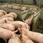 Suinocultura paranaense registra melhor preço do ano com demanda aquecida