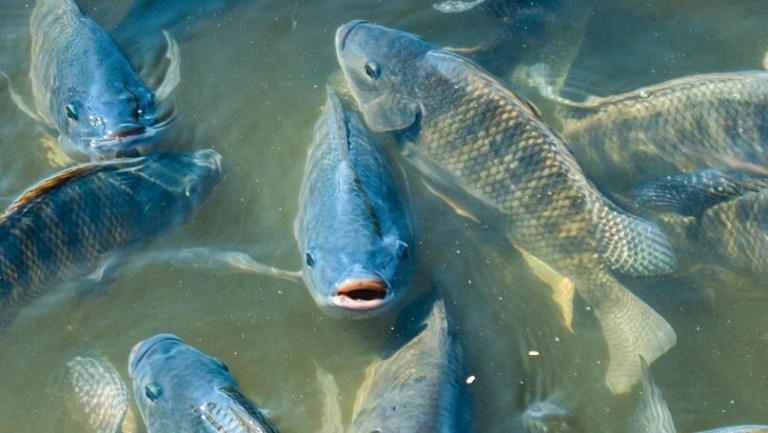 Ibama desmente proibição de cultivo de tilápia no Brasil