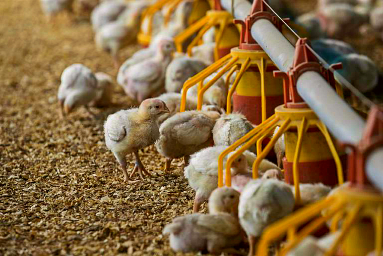 Comedouros digitais revolucionam gestão de ração e eficiência na avicultura