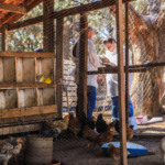 Defesa Agropecuária finaliza Plano de Vigilância para Influenza Aviária e Doença de NewCastle Defesa Agropecuária finaliza Plano de Vigilância para Influenza Aviária e Doença de NewCastle