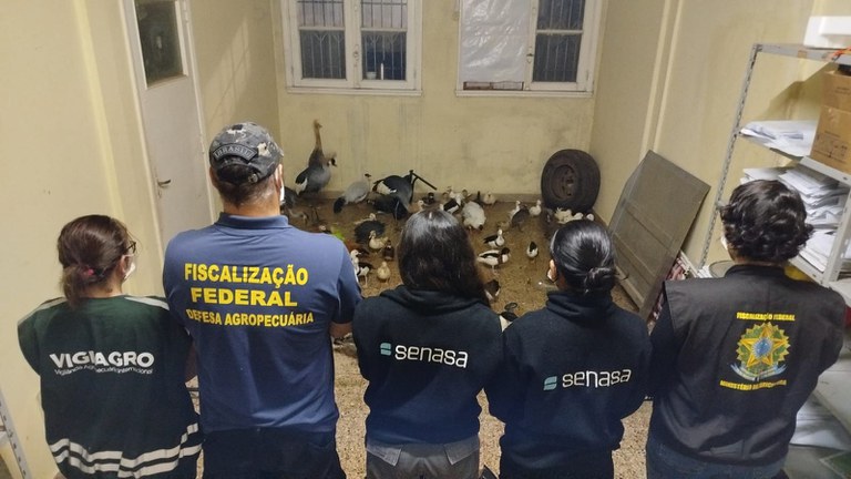 Vigiagro participa de ação para resgatar 60 aves ornamentais na fronteira entre Brasil e Argentina Vigiagro participa de ação para resgatar 60 aves ornamentais na fronteira entre Brasil e Argentina