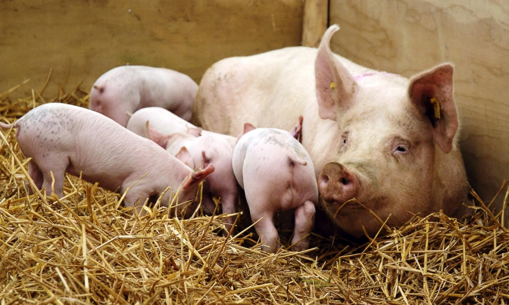 Preços de matrizes suínas atingem níveis históricos nos Estados Unidos