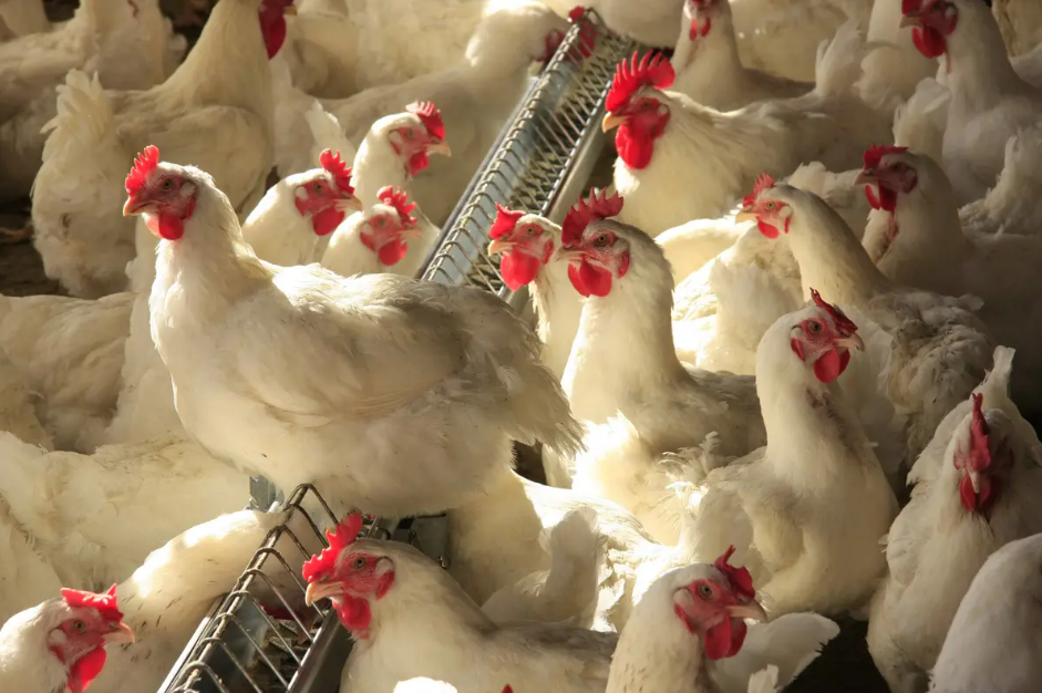 Abertura de mercado para aves vivas do Brasil para os Emirados Árabes Unidos Abertura de mercado para aves vivas do Brasil para os Emirados Árabes Unidos