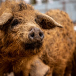 Street content of a hungarian mangalica pig. Private pig farming