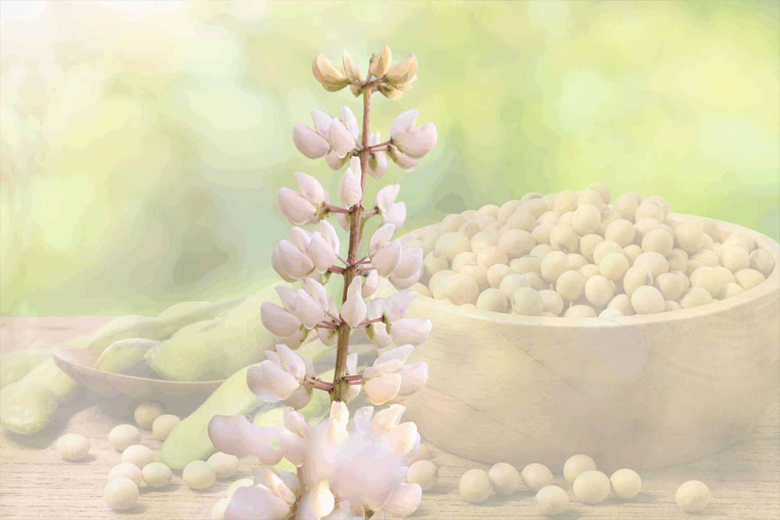 Tremoço branco: alternativa promissora para o farelo de soja na Suinocultura Tremoço branco: alternativa promissora para o farelo de soja na Suinocultura