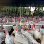 Alerta sanitário no Canadá: Contaminação por plástico motiva recall de carne de peru