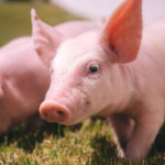 Frimesa avança em biosseguridade