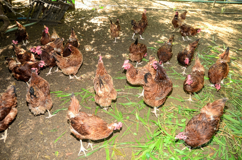 Capacitação profissional em avicultura é oferecida a agricultores de Mossoró (RN) Capacitação profissional em avicultura é oferecida a agricultores de Mossoró (RN)