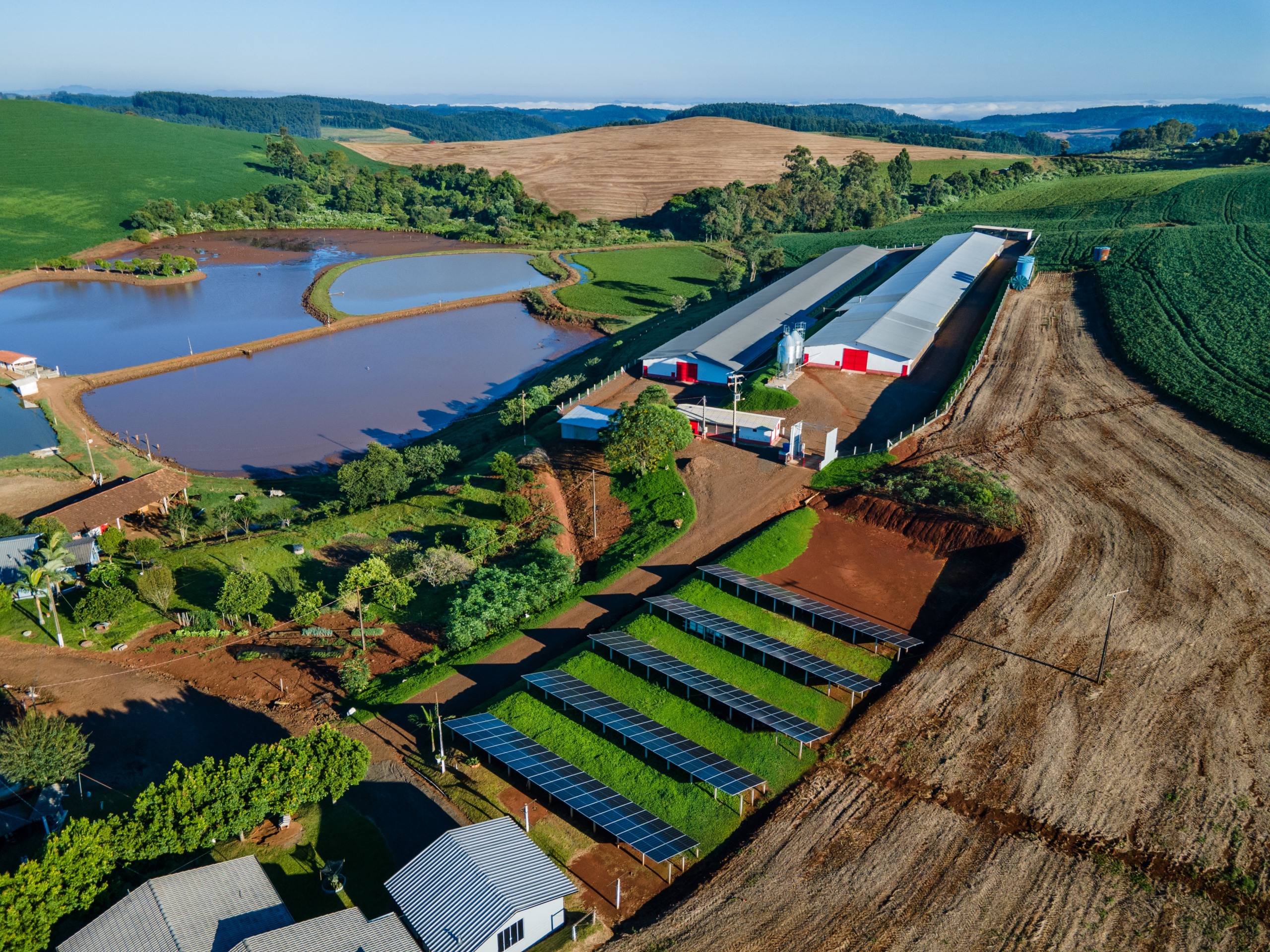 Volume de aves e suínos produzidos com energia solar pela BRF ultrapassa 60% Volume de aves e suínos produzidos com energia solar pela BRF ultrapassa 60%