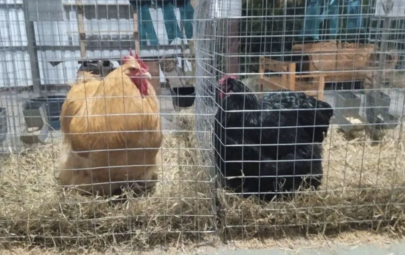 Aves vivas na Expointer: segurança sanitária ou risco para a avicultura gaúcha? Aves vivas na Expointer: segurança sanitária ou risco para a avicultura gaúcha?