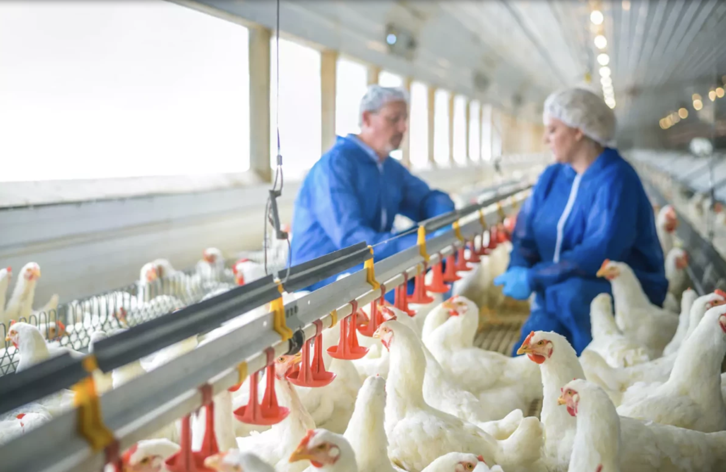 Cobb-Vantress anuncia os beneficiários das bolsas do Cobb Research Initiative Cobb-Vantress anuncia os beneficiários das bolsas do Cobb Research Initiative