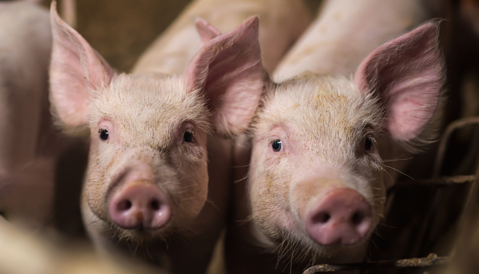 Novas regras de biosseguridade fortalecem a suinocultura de Santa Catarina Novas regras de biosseguridade fortalecem a suinocultura de Santa Catarina