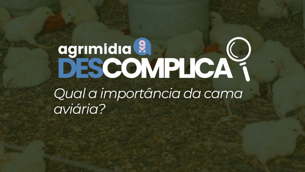Agrimidia Descomplica: Qual a importância da cama aviária? Agrimidia Descomplica: Qual a importância da cama aviária?