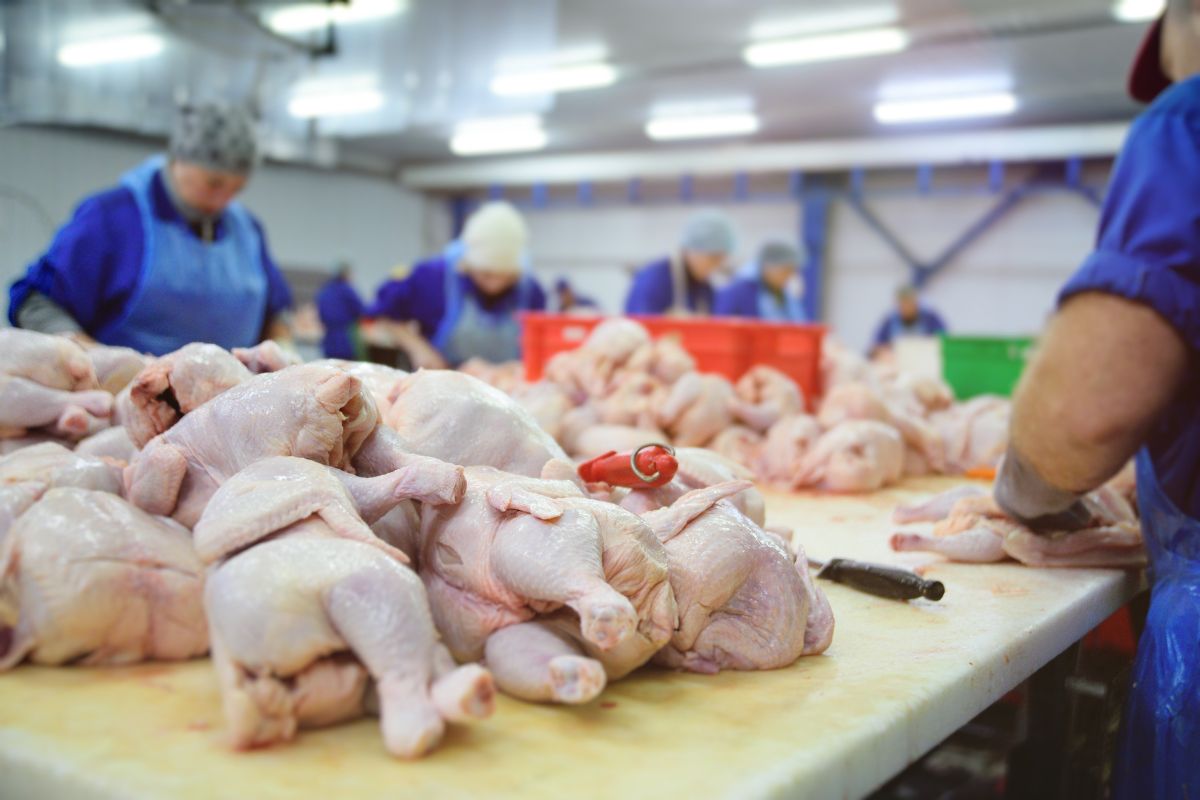 Exportações de carne de frango do Rio Grande do Sul crescem 3,3% em setembro