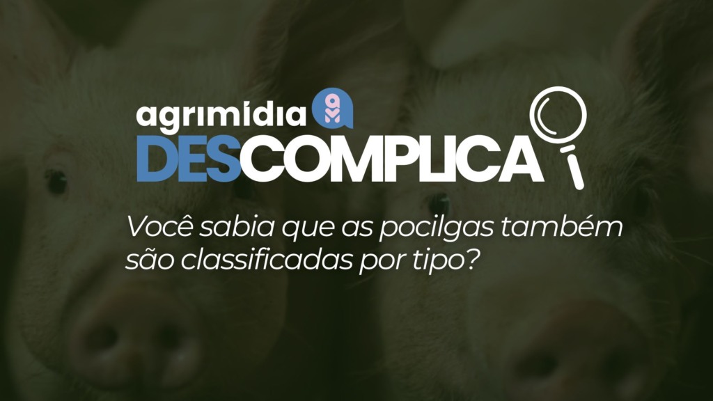 Agrimidia Descomplica: Você sabia que as pocilgas também são classificadas por tipo? Agrimidia Descomplica: Você sabia que as pocilgas também são classificadas por tipo?