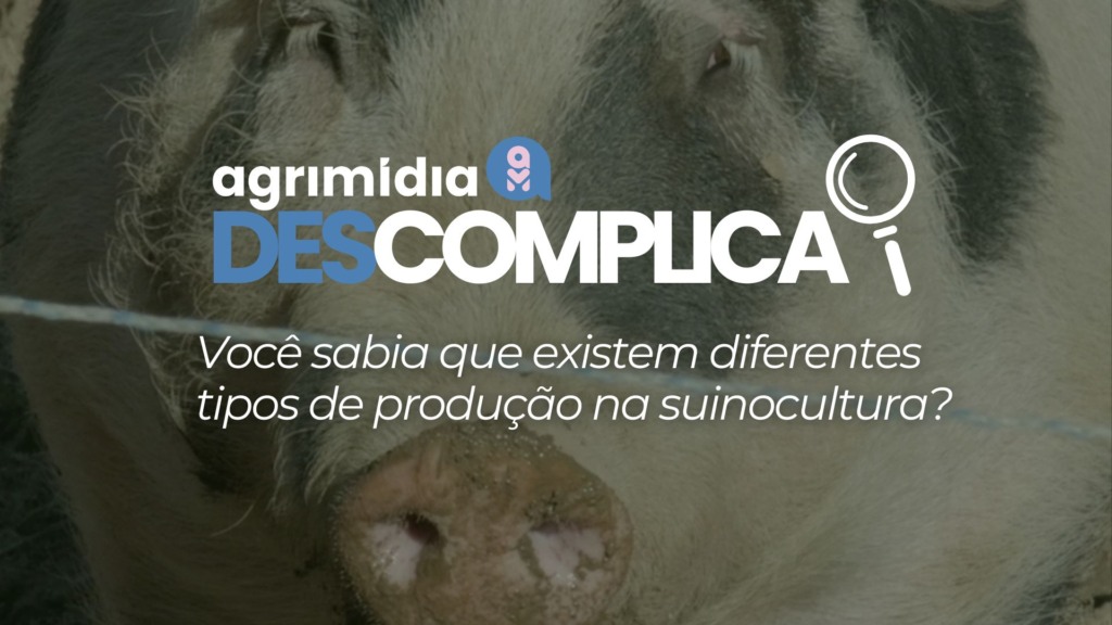 Você sabia que existem diferentes tipos de produção na suinocultura? Você sabia que existem diferentes tipos de produção na suinocultura?