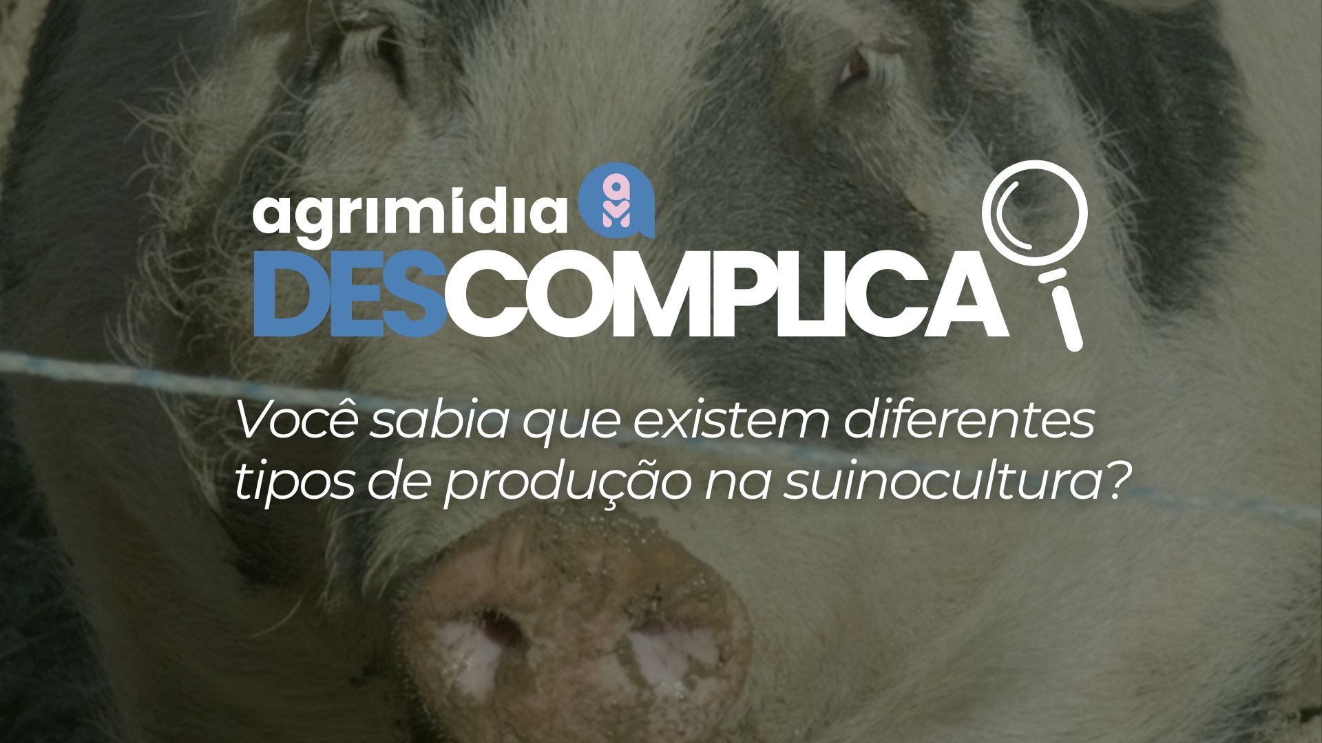 Você sabia que existem diferentes tipos de produção na suinocultura?