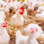 Poder de compra do avicultor paulista recua em novembro com queda do frango vivo e alta do farelo e do milho