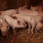 Suinocultura alemã caminha para a verticalização em meio a crises e novas exigências de bem-estar Suinocultura alemã caminha para a verticalização em meio a crises e novas exigências de bem-estar