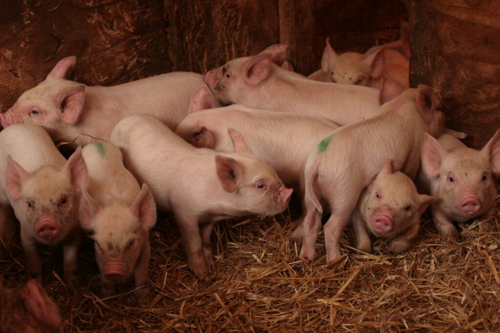 Suinocultura alemã caminha para a verticalização em meio a crises e novas exigências de bem-estar