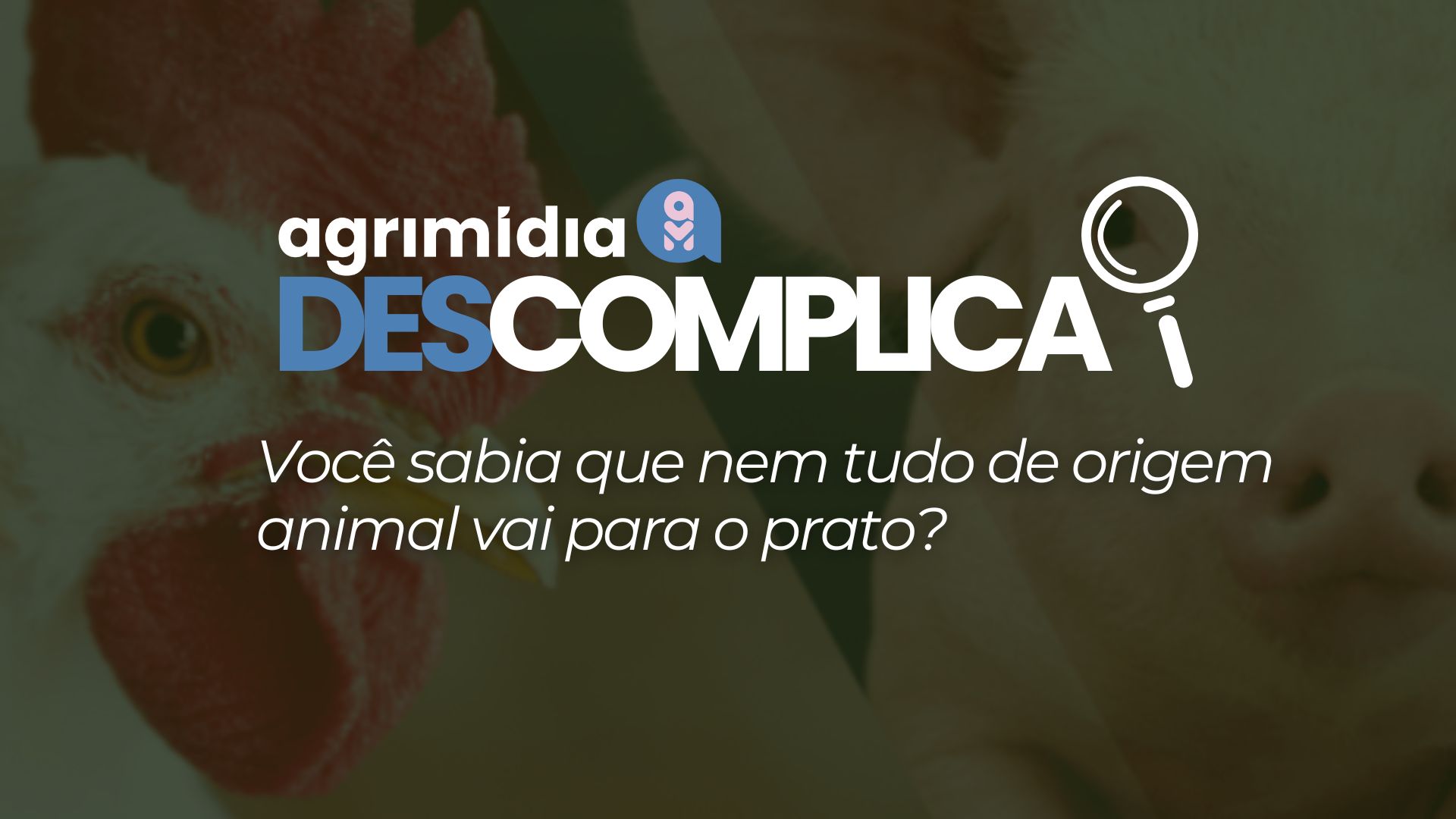 Agrimídia Descomplica: Você sabia que nem tudo de origem animal vai para o prato? Agrimídia Descomplica: Você sabia que nem tudo de origem animal vai para o prato?