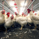 Avicultura em alerta: Produtores do Paraná operam com prejuízos de até R$ 217 mil ao ano