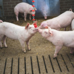 Falhas na temperatura invertem higiene da baia e reduzem capacidade produtiva dos suínos Falhas na temperatura invertem higiene da baia e reduzem capacidade produtiva dos suínos