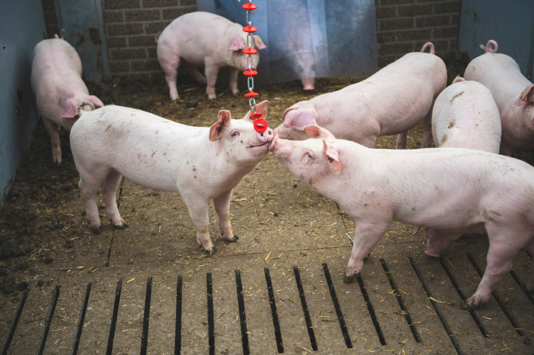 Falhas na temperatura invertem higiene da baia e reduzem capacidade produtiva dos suínos