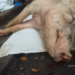 Ventos de 250 km/h arrasam granja de suínos e lavouras no Paraná Ventos de 250 km/h arrasam granja de suínos e lavouras no Paraná