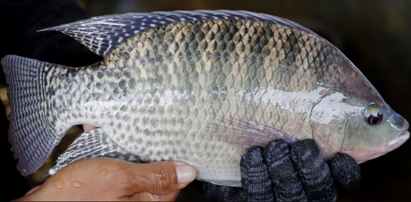 Economia na Tilapicultura: Brasil ameaça produção de tilápia, mas libera importação do Vietnã