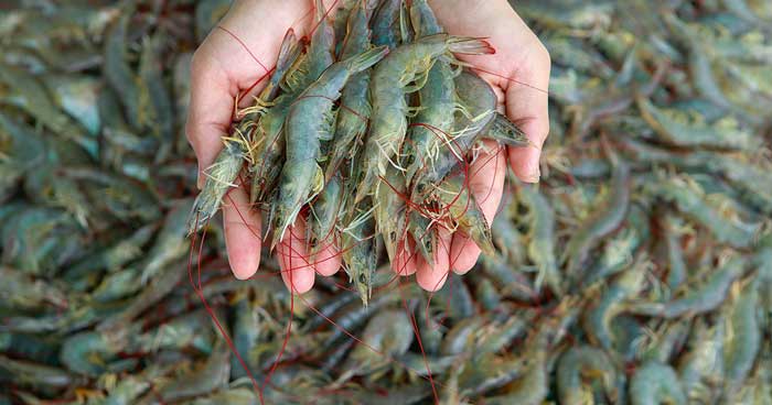 São Cristóvão (SE) lança censo da Carcinicultura e revela crescimento da produção de camarão