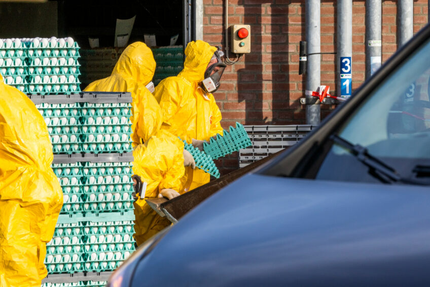 Alerta vermelho na Europa: Avanço rápido da Influenza Aviária força confinamento em múltiplos países