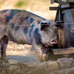 Caruncho Três pintas: raça suína brasileira atrai produtores focados na tradição Caruncho Três pintas: raça suína brasileira atrai produtores focados na tradição