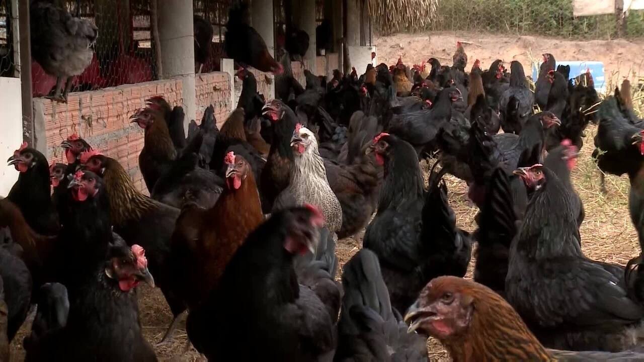 Raça de frango canela-preta do Piauí recebe investimento de R$ 300 mil