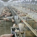 Incêndio acidental em granja na Irlanda do Norte causa morte de 450 Suínos Incêndio acidental em granja na Irlanda do Norte causa morte de 450 Suínos