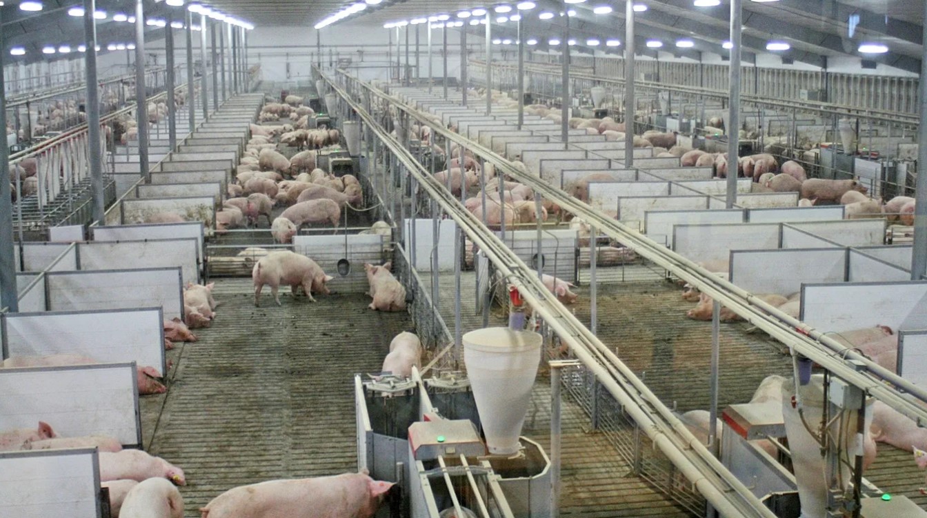 Incêndio acidental em granja na Irlanda do Norte causa morte de 450 Suínos Incêndio acidental em granja na Irlanda do Norte causa morte de 450 Suínos