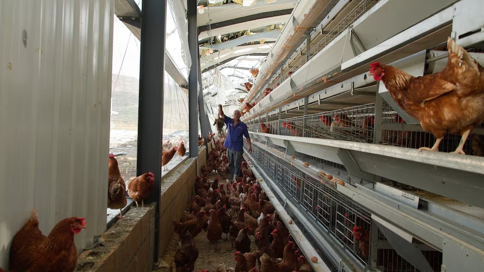 Furacão Melissa devasta setor avícola da Jamaica e ameaça abastecimento de ovos