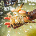 Carcinicultura em Alagoas: água salobra transforma sertão em polo de produção de camarão Carcinicultura em Alagoas: água salobra transforma sertão em polo de produção de camarão