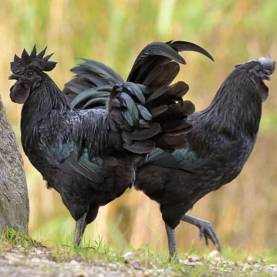 Ayam Cemani: A genética rara da "Galinha Preta" cobiçada pela avicultura de elite Ayam Cemani: A genética rara da "Galinha Preta" cobiçada pela avicultura de elite