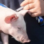 Reino Unido registra mínimo histórico nas vendas de antibióticos veterinários