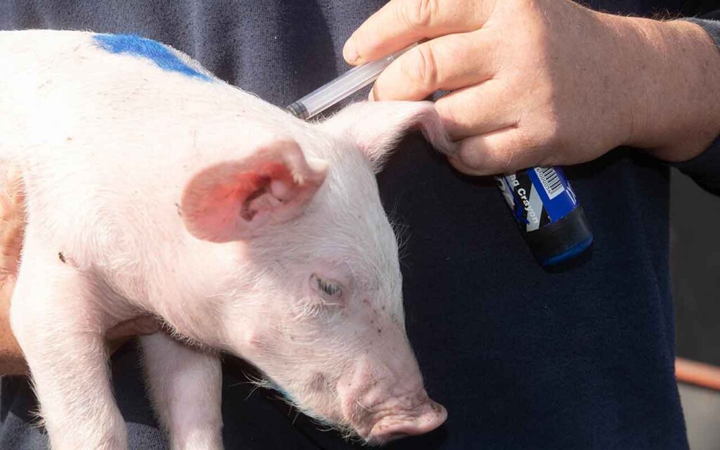 Reino Unido registra mínimo histórico nas vendas de antibióticos veterinários