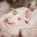 Preços do suíno vivo permanece estáveis e demanda externa aquecida pode favorecer Brasil Preços do suíno vivo permanece estáveis e demanda externa aquecida pode favorecer Brasil