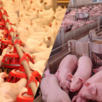 Prevenção rende até oito vezes mais que controle em granjas de alta densidade Prevenção rende até oito vezes mais que controle em granjas de alta densidade