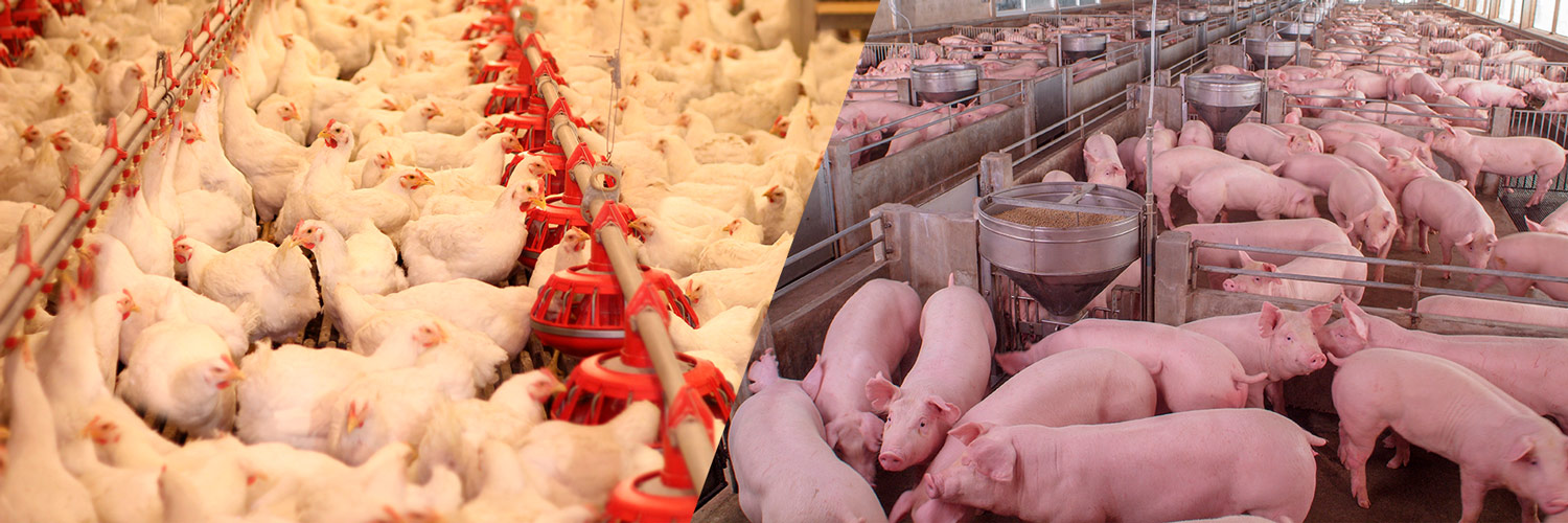 Prevenção rende até oito vezes mais que controle em granjas de alta densidade