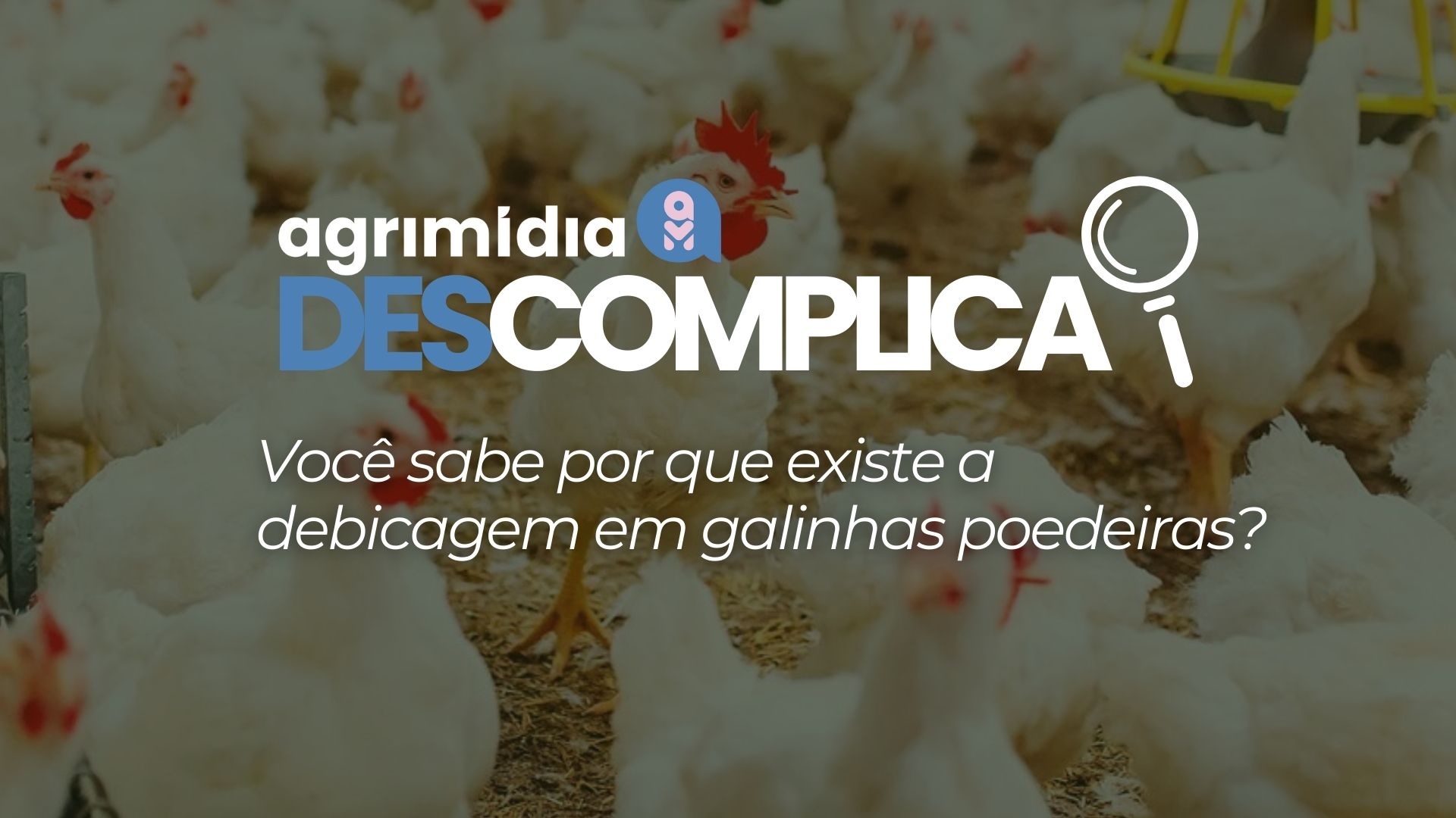 Você sabe por que existe a debicagem em galinhas poedeiras?
