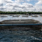 Aquicultura no Lago de Itaipu avança com aval do Senado do Paraguai e projeta polo global de tilápia Aquicultura no Lago de Itaipu avança com aval do Senado do Paraguai e projeta polo global de tilápia