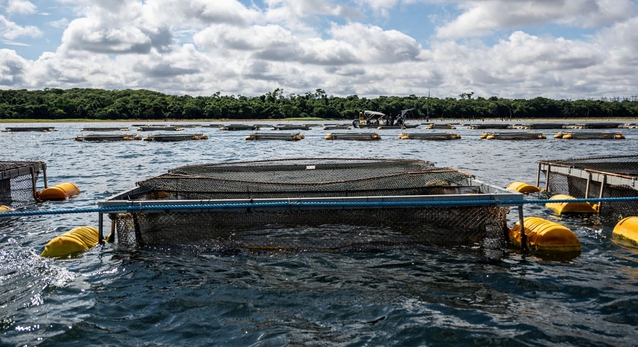 Aquicultura no Lago de Itaipu avança com aval do Senado do Paraguai e projeta polo global de tilápia Aquicultura no Lago de Itaipu avança com aval do Senado do Paraguai e projeta polo global de tilápia